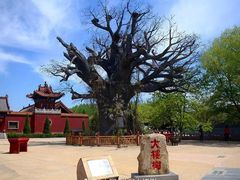 -大槐树寻根祭祖园