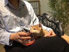 -柴犬小屋·柴餐厅·狗咖食堂(金鼎广场店)