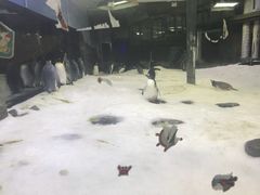 -悉尼海洋生物水族馆