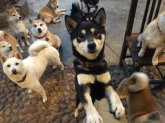 -柴犬高等学院·狗咖·柴犬售卖·宠物训练