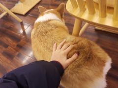 -豆柴町-柴犬主题狗咖(红鼎国际C座店)