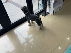 -瑞派天使宠物医院·神经外科·骨科·核磁CT(洛川中路店)
