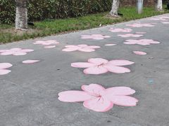 -高东镇樱花园