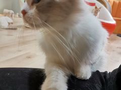 -Bastet sally猫舍购宠(静安店)
