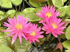 -国家植物园南园