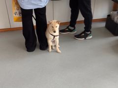 -瑞派雷欧宠物医院·中兽医·眼科·急重症转诊中心(黄台店)