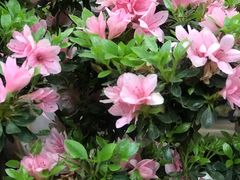 -双季花艺园艺市场(浦东店)