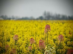 -中国天府农业博览园