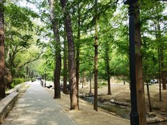 -白水寺森林公园