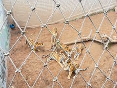 -西霞口神雕山野生动物世界