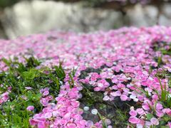 -杭州植物园
