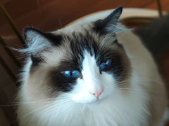 -Catmate·猫肥家润(金润铂宫店)
