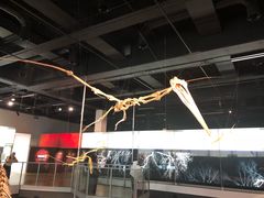 -墨尔本博物馆(Melbourne Museum)
