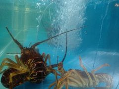 -港畔赶海蒸汽海鲜烧烤自助(仙螺岛店)