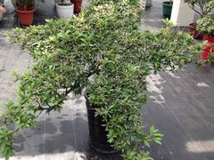 -上海鲜花港