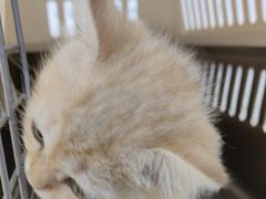 -小猫来了·猫舍(红山六九七九店)