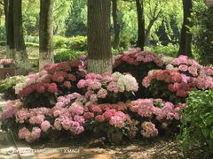 -上海鲜花港
