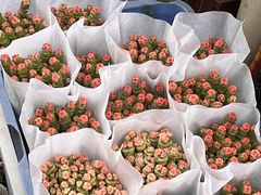 -桂林市花鸟市场