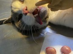 -瑞派旺宝宠物医院·犬猫全科综合·尿道专科(莲兴院)