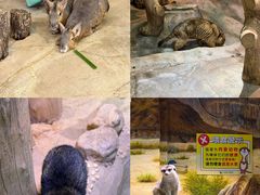 -正佳雨林生态植物园