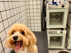 -钦宠·猫咪售卖·洗护·寄养(东圃旗舰店)