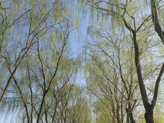 -大兴滨河森林公园