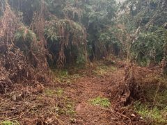 -樱桃山旅游景区