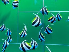 -海合安武汉极地海洋公园