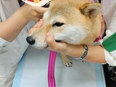 -美联众合动物医院·24h转诊中心