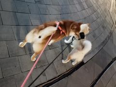 -喜柴咖啡·柴犬狗咖