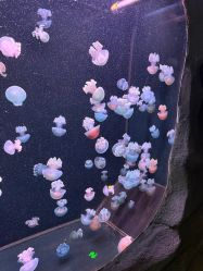 点击看大图 -Zoolung Zoolung动物主题公园(海信广场店)