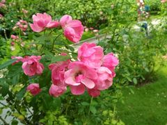 -MEET COFFEE婉约咖啡(宝善公寓店)