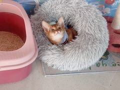 -糯米喵星人总部直营旗舰店·猫舍·幼猫出售