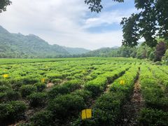 -中国茶叶博物馆(双峰馆区)