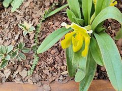 -上海鲜花港