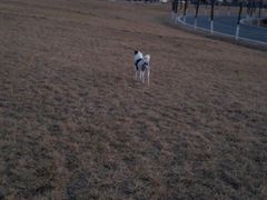 -趣玩宠物乐园寄养训犬训狗游泳池