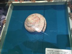 -青岛贝壳博物馆