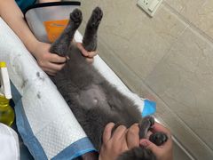 -仁华宠物医院(青羊店)