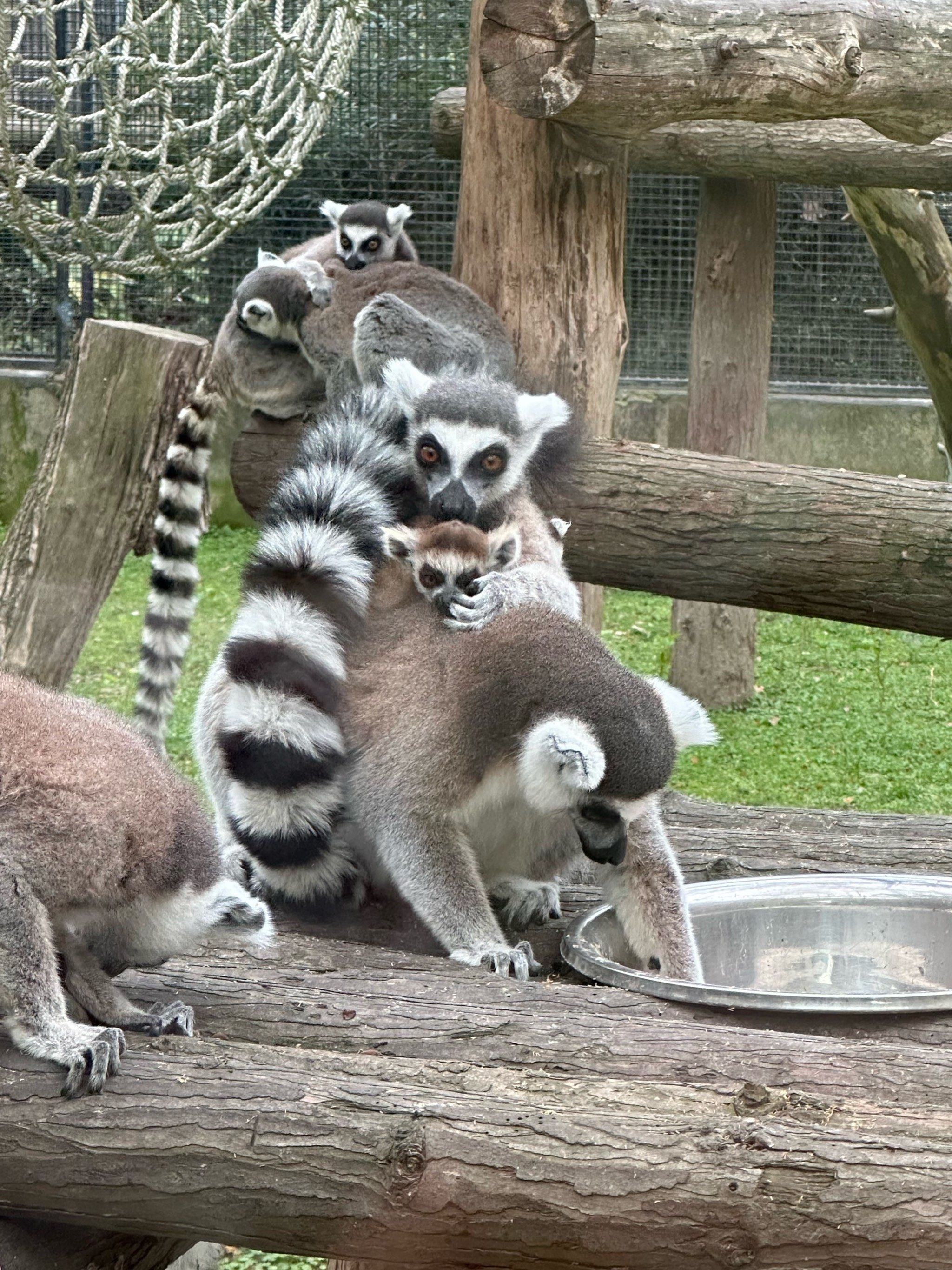这是我能在动物园看一天的小动物