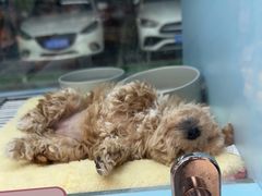 -FAELING PETS美天灵宠物(合生汇店)