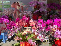 -溪岸路花鸟市场