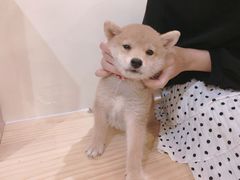 -柴犬小屋·柴餐厅·狗咖食堂(金鼎广场店)