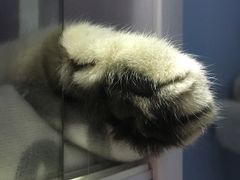 -喵的天空名猫咖啡馆·撸猫·猫舍·用品