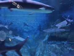 -烟台海昌鲸鲨海洋公园