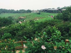 -野三坡百草畔景区