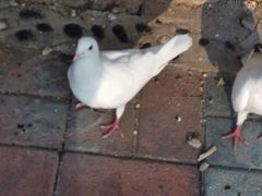 -東更道点心行(文化东路店)