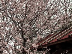 -石家庄市植物园