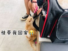 -思宇宠物医院