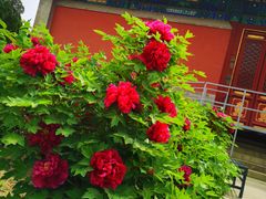 -大钟寺古钟博物馆