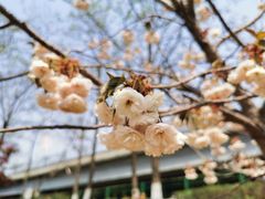 -长白岛森林公园